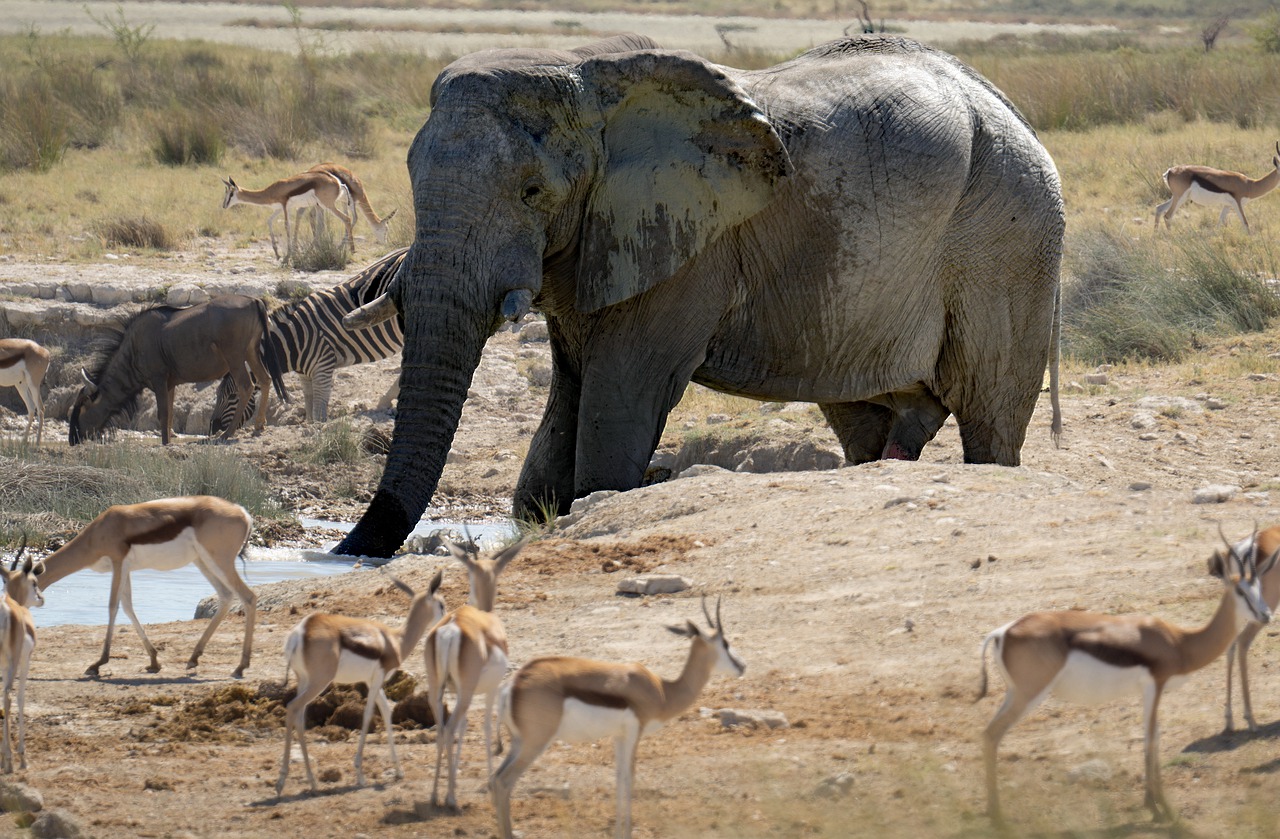 Un parc en Afrique