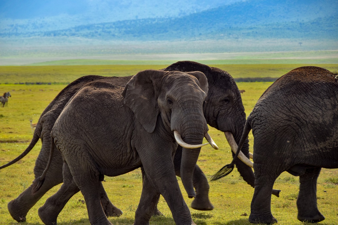 tanzanie