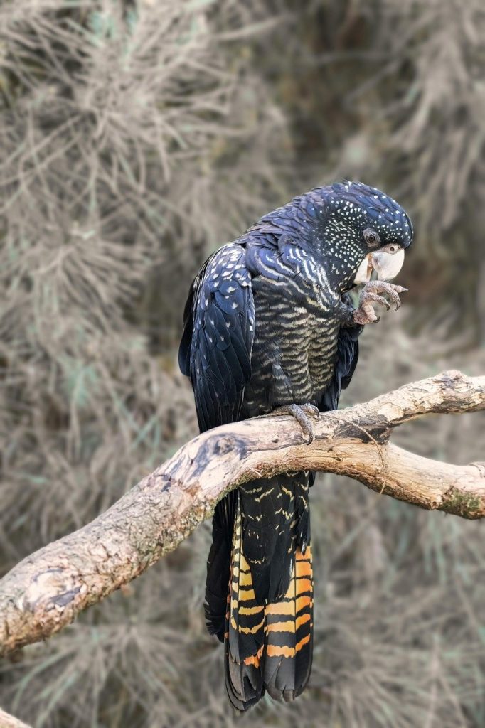 découvrez imperial aviary, un espace unique où l'élégance rencontre la nature avec une magnifique collection d'oiseaux exotiques et un environnement raffiné.