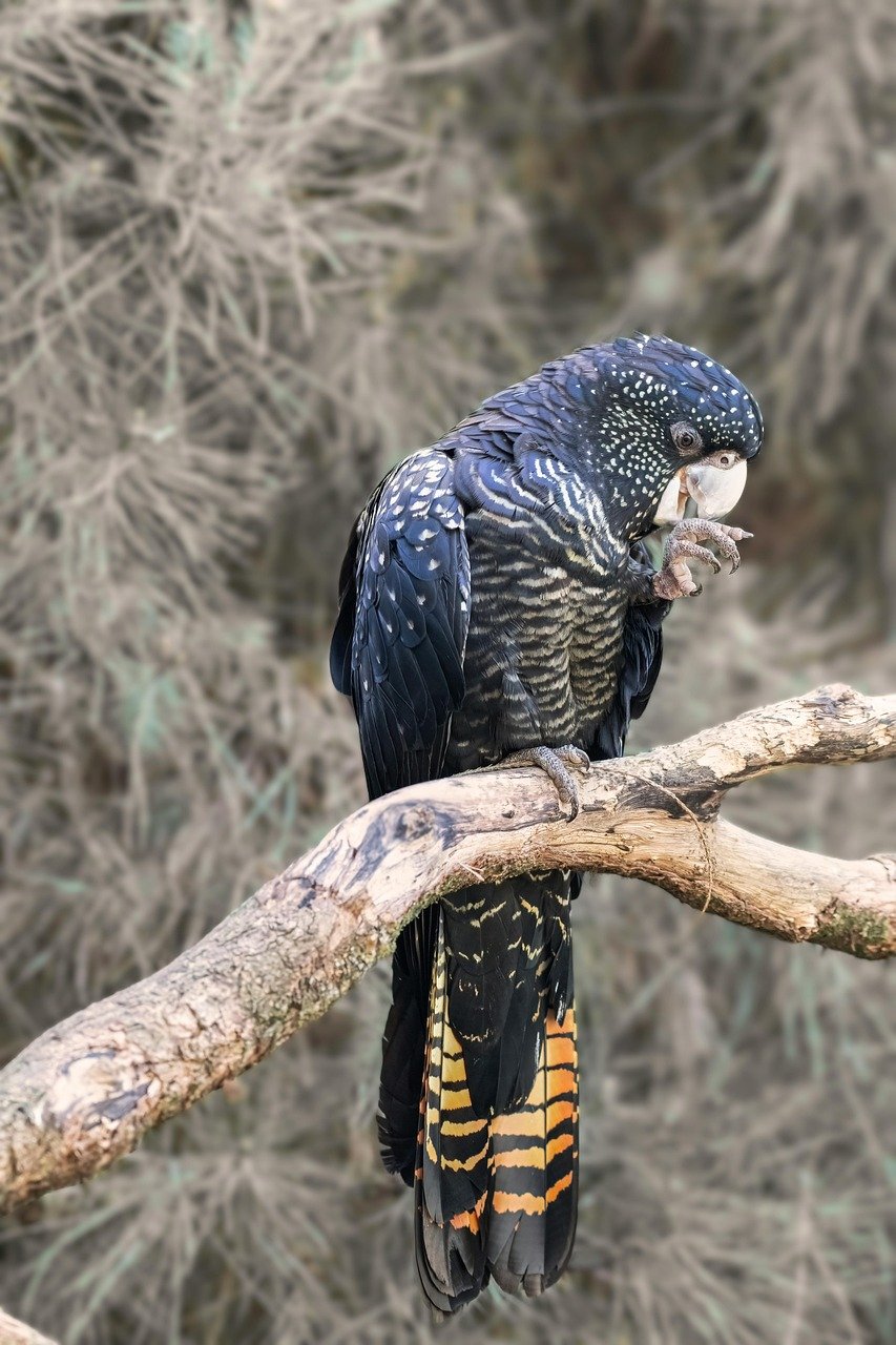 découvrez imperial aviary, un espace unique où l'élégance rencontre la nature avec une magnifique collection d'oiseaux exotiques et un environnement raffiné.