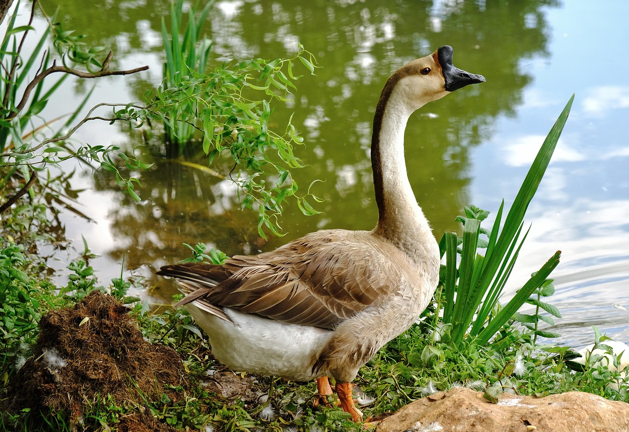 découvrez un parc aquatique unique avec des toboggans, piscines à vagues et activités pour toute la famille. venez profiter de moments de fun et de fraîcheur en plein air !