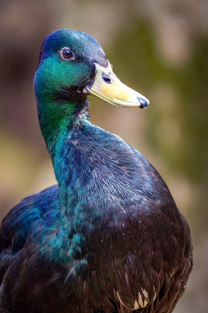 découvrez des parcs aquatiques passionnants avec des toboggans, des piscines à vagues et des attractions pour toute la famille. profitez d'une journée rafraîchissante et amusante pour petits et grands.