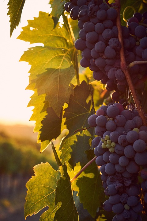 Visiter un domaine viticole : pourquoi vivre cette expérience ?