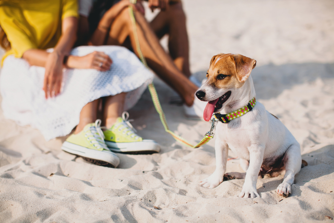 Voyager avec son chien : pourquoi les villes intermédiaires sont les championnes du tourisme canin
